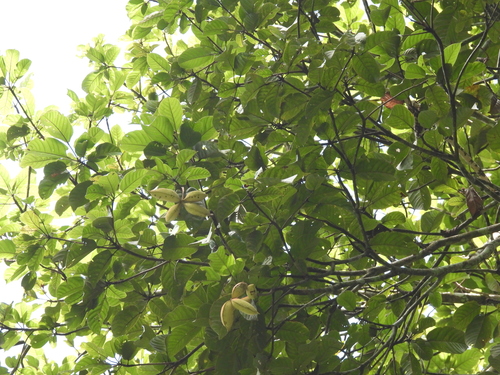 Sterculia oblongata, photograph 1