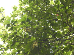 (c) Adam Kamal, some rights reserved (CC BY) Sterculia oblongata, photograph (c) Adam Kamal, some rights reserved (CC BY)