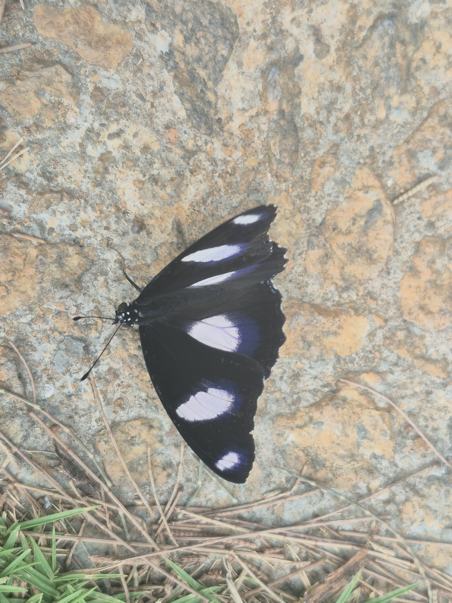 Danaid Eggfly