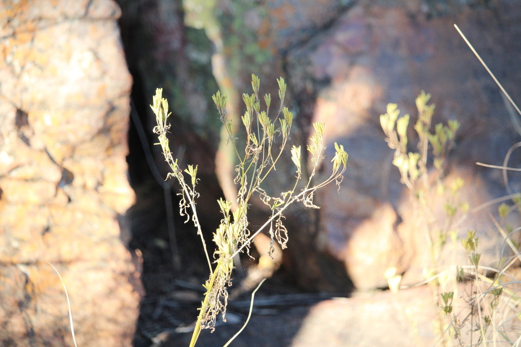 Tagetes