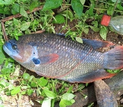 Giant Red Tail Gourami photo 3