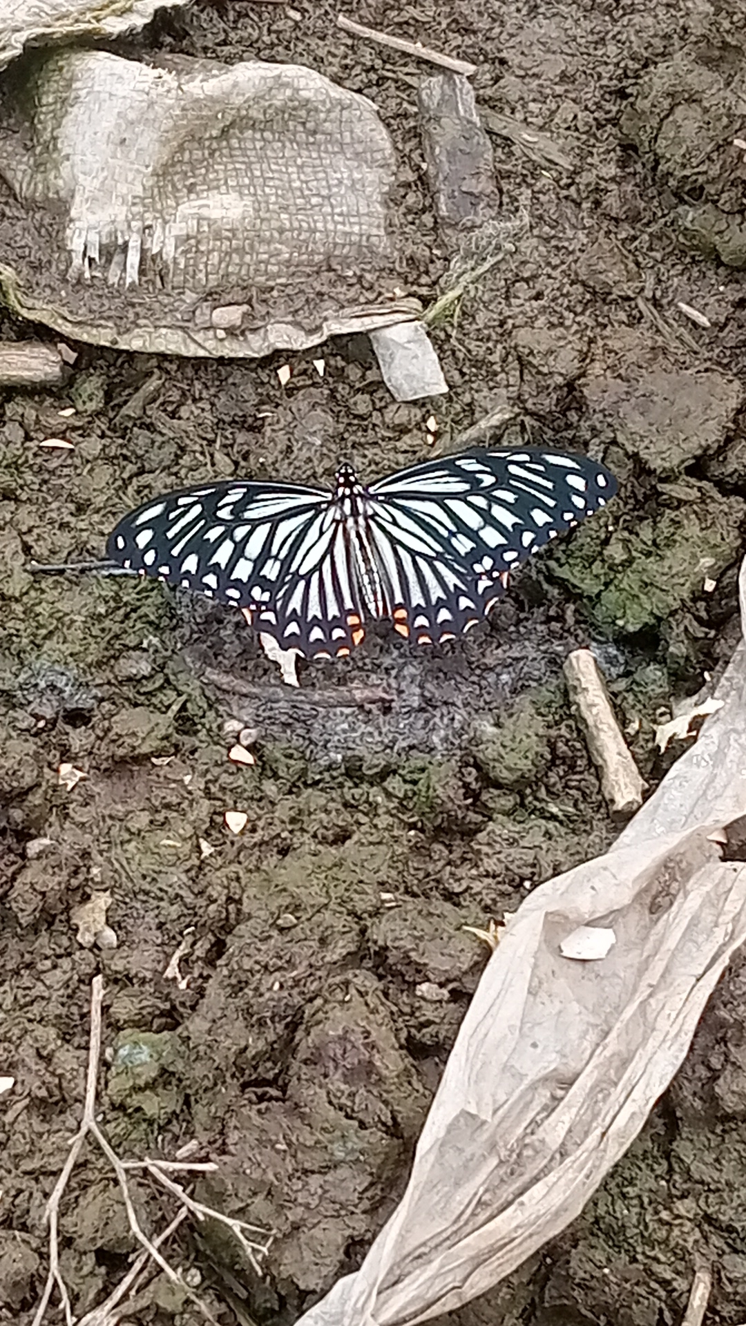 Common Mime