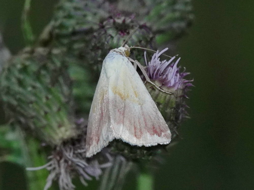 Eublemma purpurina
