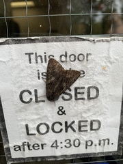Catocala antinympha
