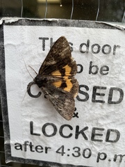 Catocala antinympha