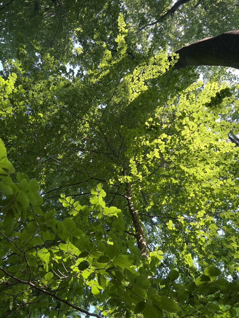 Fagus