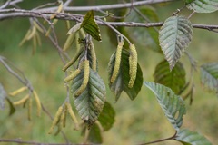 Alnus acuminata arguta
