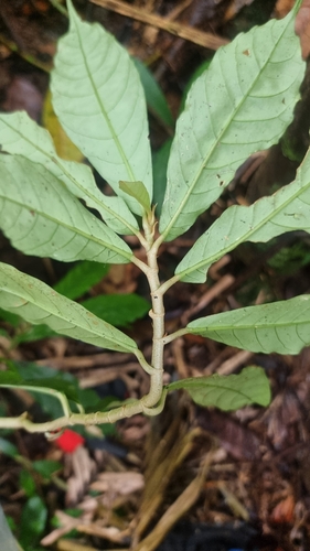 Cyrtandra baileyi observed 2025-06-19