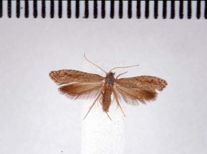 Archyala culta