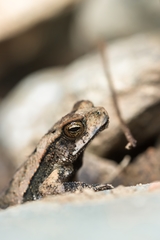 Incilius aucoinae