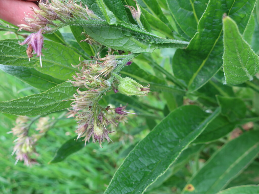 Symphytum