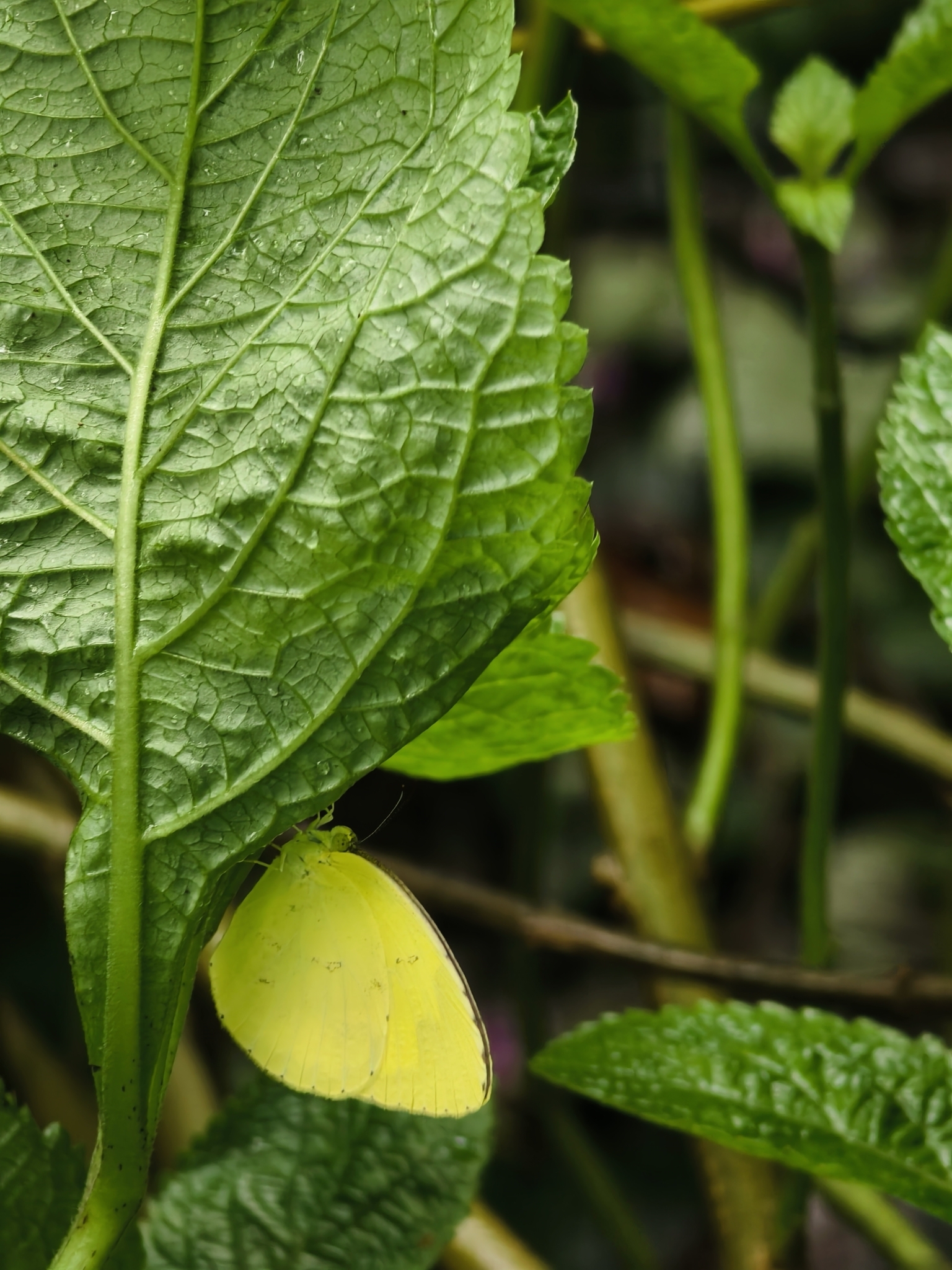 Common Grass Yellow