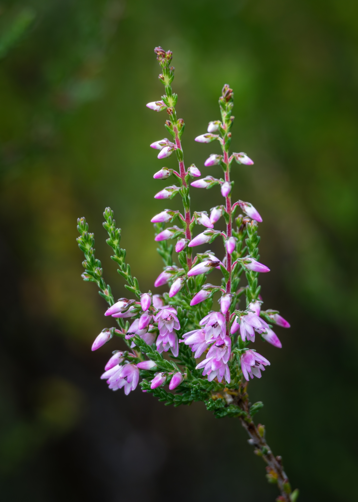 Calluna vulgaris