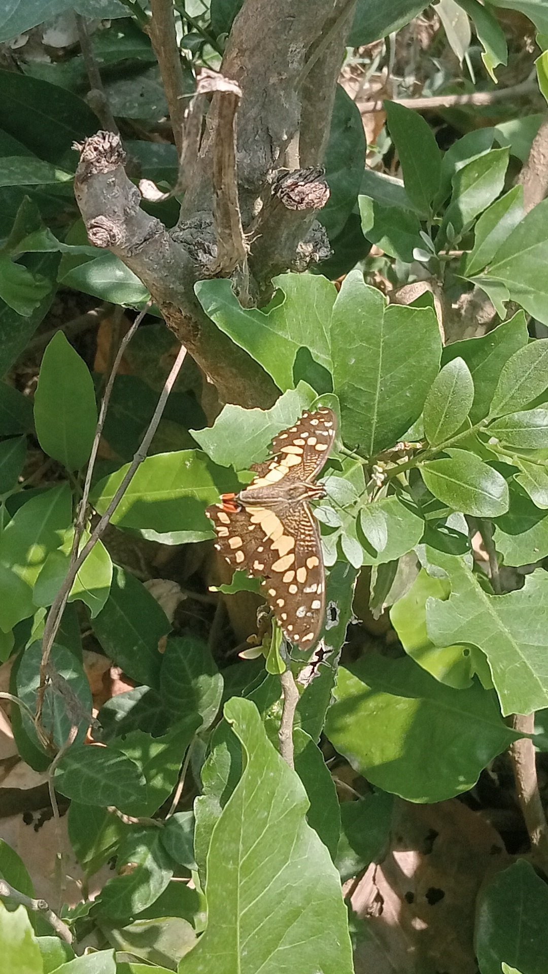 Lime Swallowtail