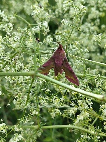 Small Elephant Hawkmoth