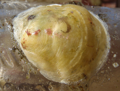 Anomia simplex image