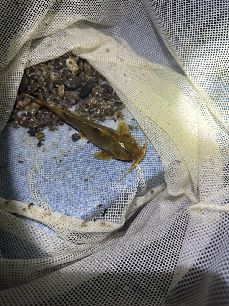 Rugimentum Torrent Catfish