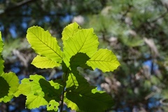 Quercus segoviensis