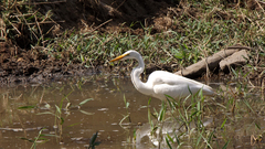 Ardea alba