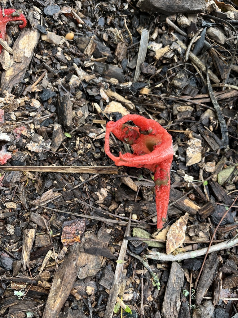 Clathrus archeri · June 2025 · photo: © sdjbrown (iNaturalist, cc0)