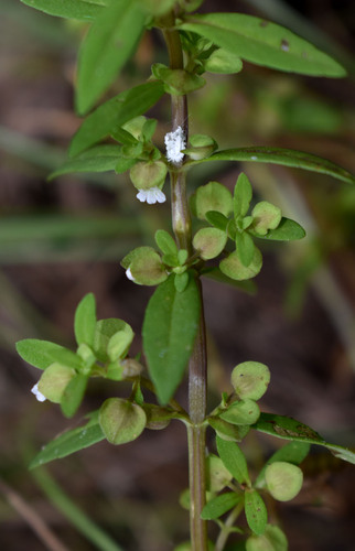Bacopa floribunda observed 2025-05-10
