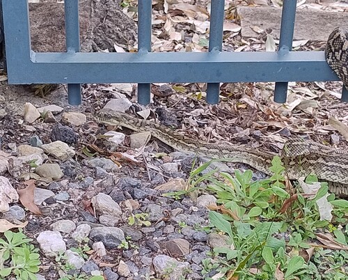 Coastal Carpet Python sighting
