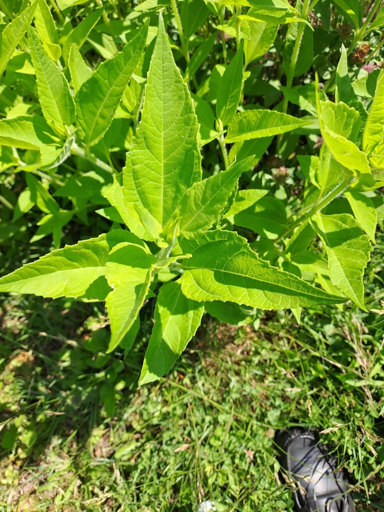 Helianthus