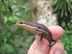 Eutropis macularia