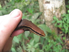 Eutropis macularia