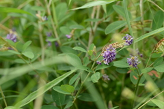 Grona heterocarpos