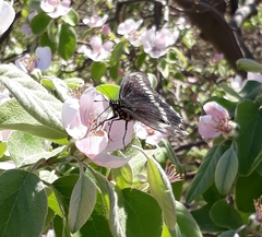 Battus polydamas psittacus