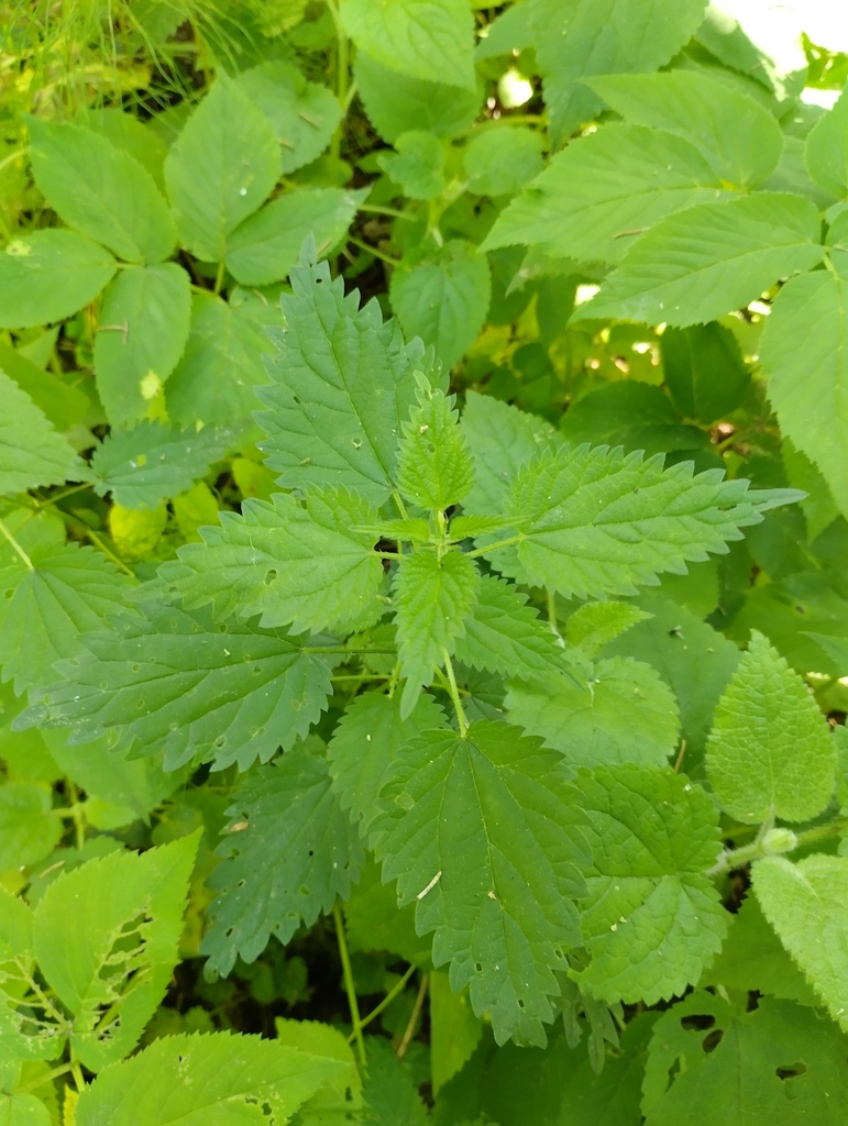 Urtica dioica