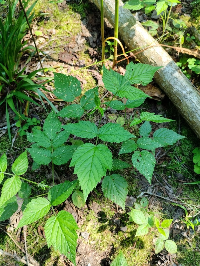 Rubus idaeus