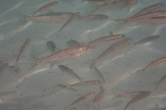 Catostomus catostomus