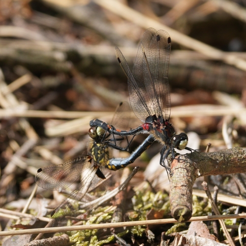 Small Whiteface, photo 3 of 7