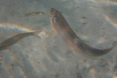 Catostomus catostomus