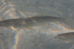 Catostomus catostomus