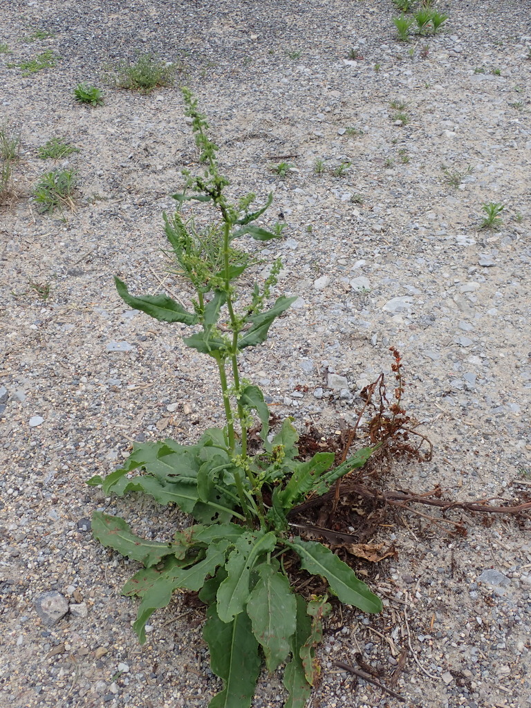 Rumex