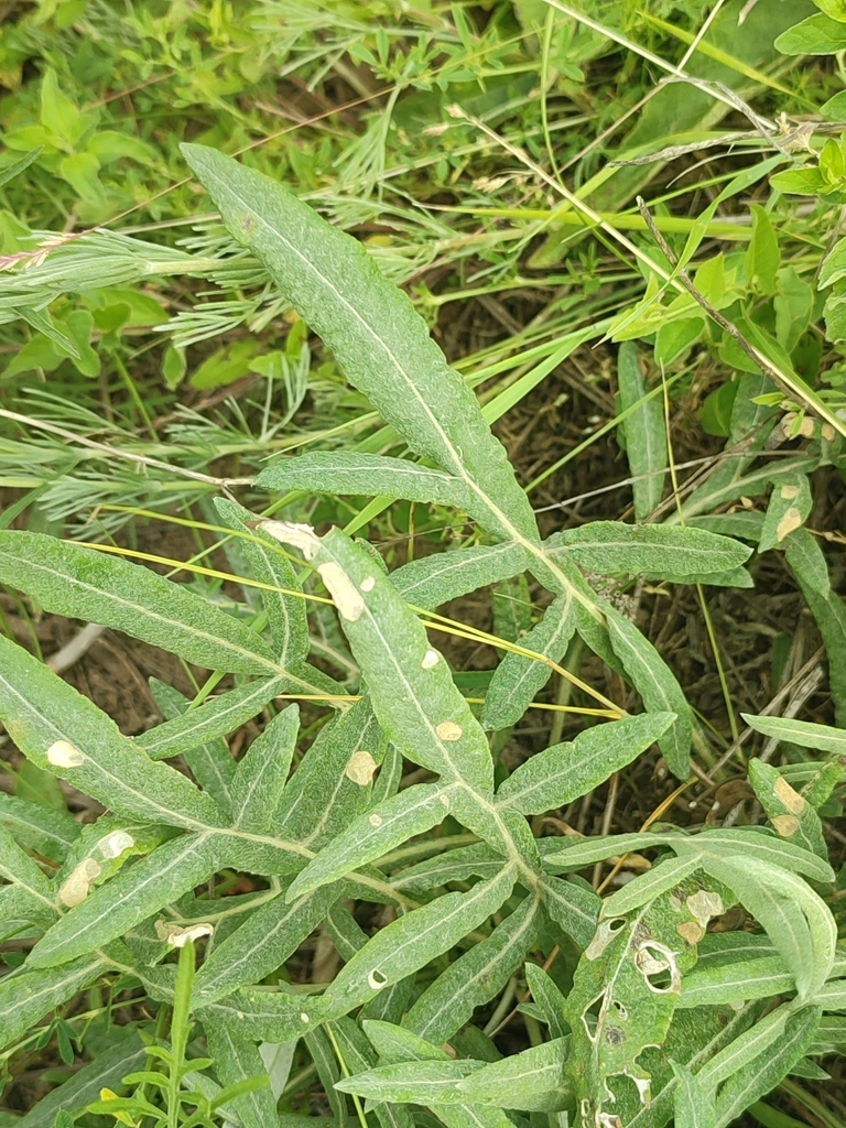 Plantae