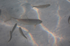 Catostomus catostomus