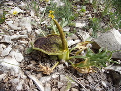 Eminium spiculatum