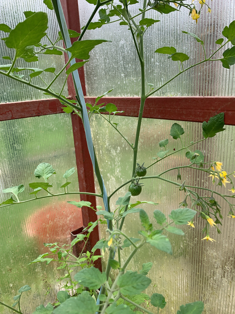 Solanum lycopersicum