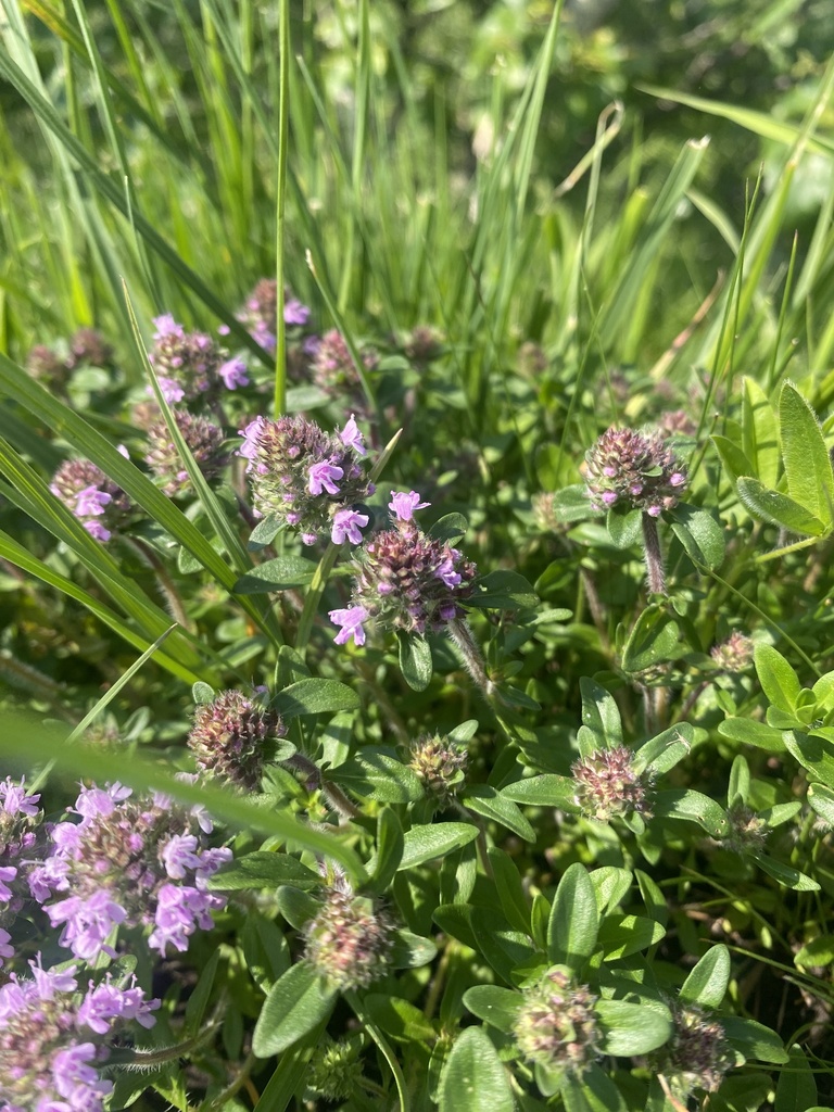 Thymus