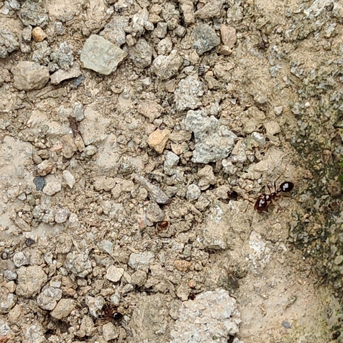 Red Imported Fire Ant