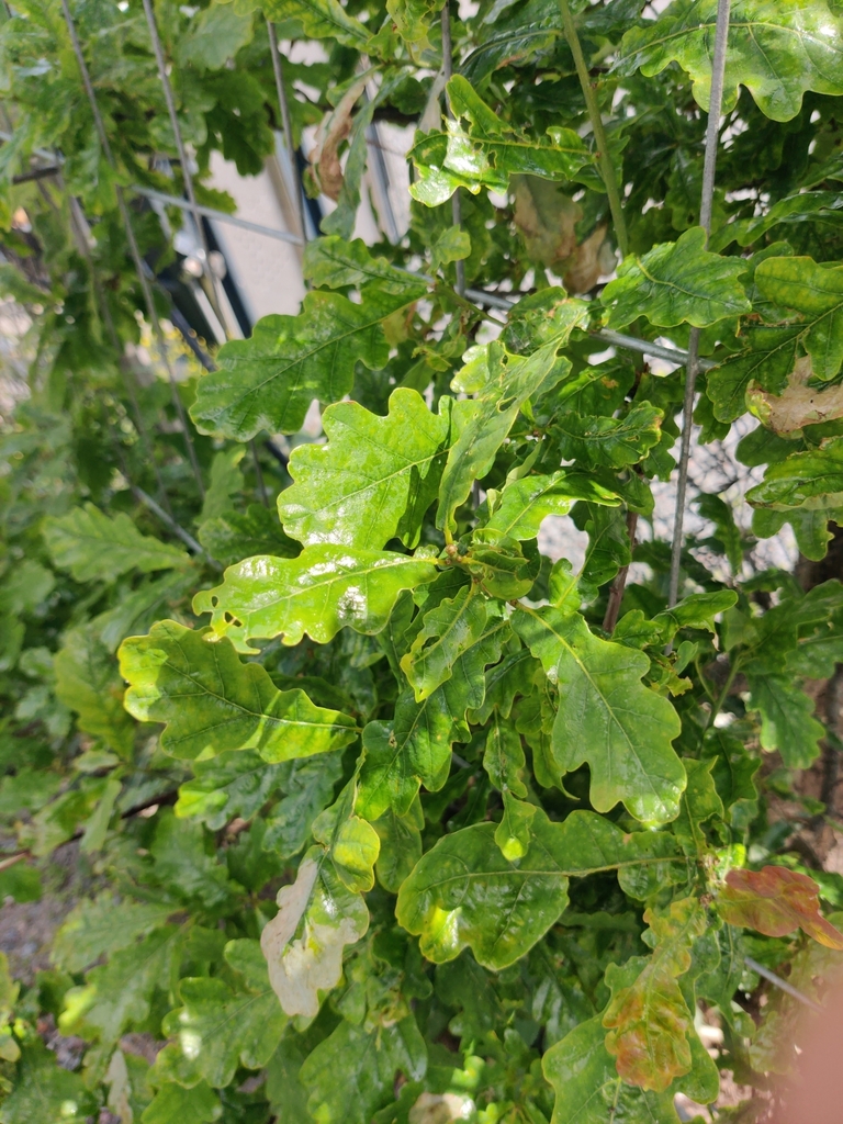 Quercus robur
