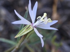 Clarkia xantiana parviflora