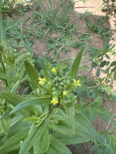 Camelina microcarpa iNat (2)