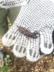 Mastigoproctus proscorpio