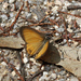 Orange Ringlet - Photo (c) Michael Jefferies, some rights reserved (CC BY-NC)