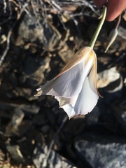 Calochortus invenustus
